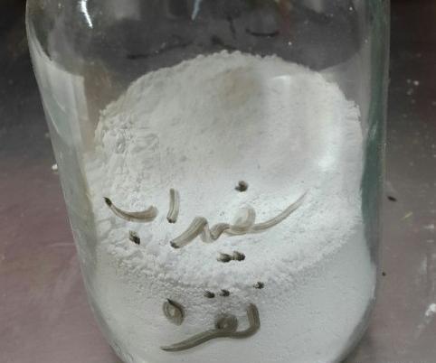 عکس سفیداب پنبه
