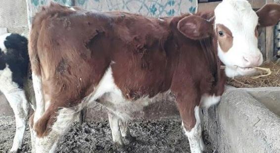 عکس گاو سمینتال قرمز