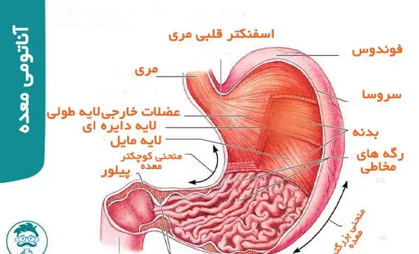 عکس داخل شکم انسان واقعی