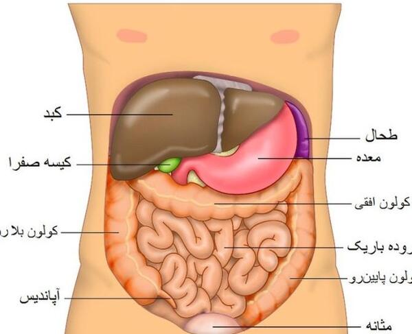 عکس داخل شکم انسان واقعی