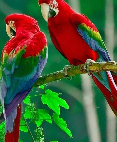 عکس پس زمینه طوطی
