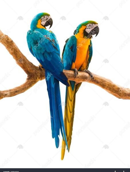 عکس پس زمینه طوطی
