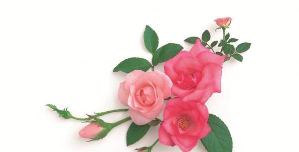 ایده عکس نوزاد با گل محمدی