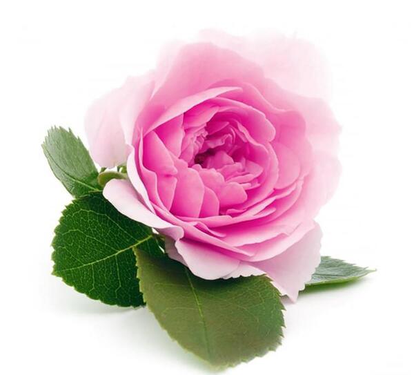 ایده عکس نوزاد با گل محمدی