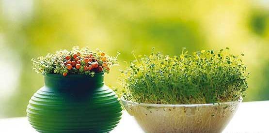 عکس جای سبزه عید