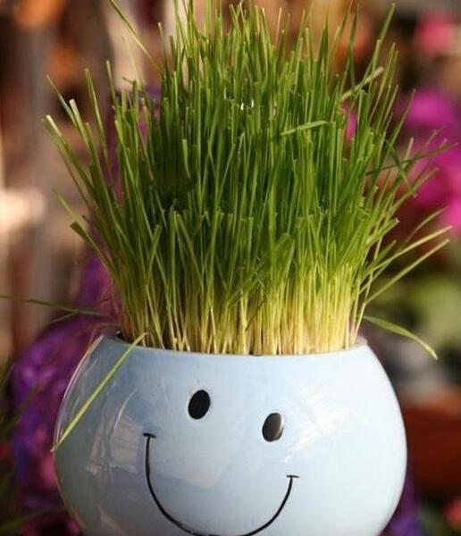 عکس جای سبزه عید