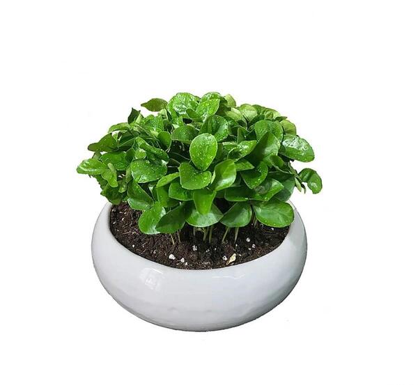 عکس جای سبزه عید