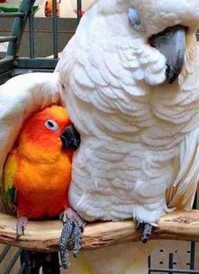 عکس های خنده دار طوطی