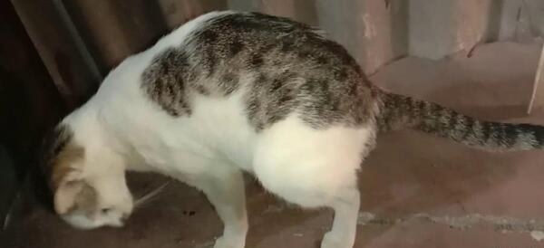 عکس های خنده دار طوطی