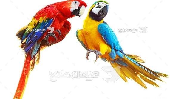 عکس های خنده دار طوطی