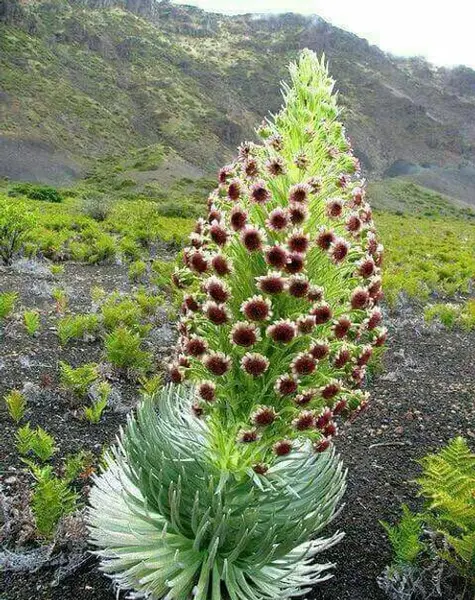 عکس گل طاووس