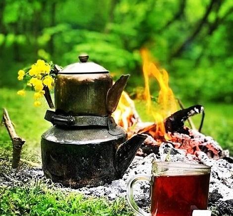 عکس گل چایی