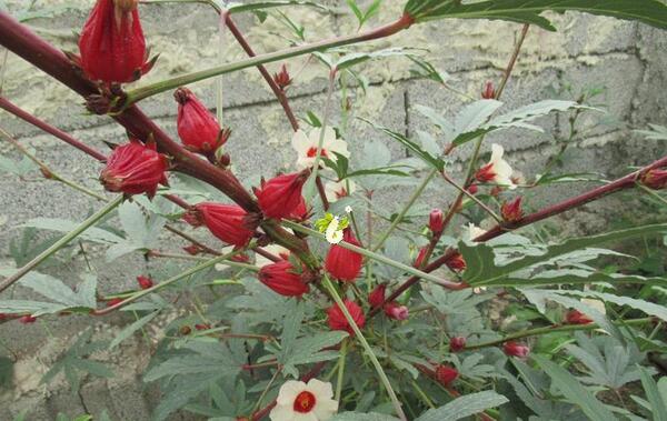 عکس گل چایی