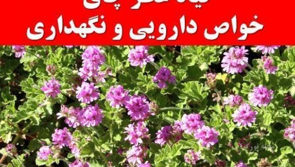 عکس گل چایی