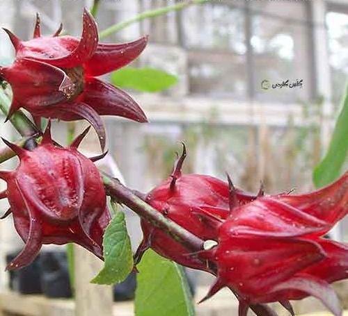 عکس گل چایی