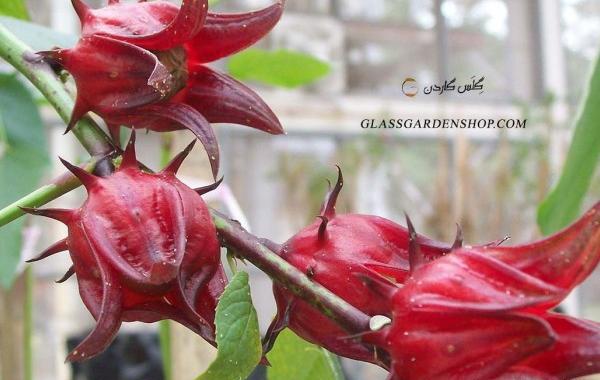 عکس گل چایی