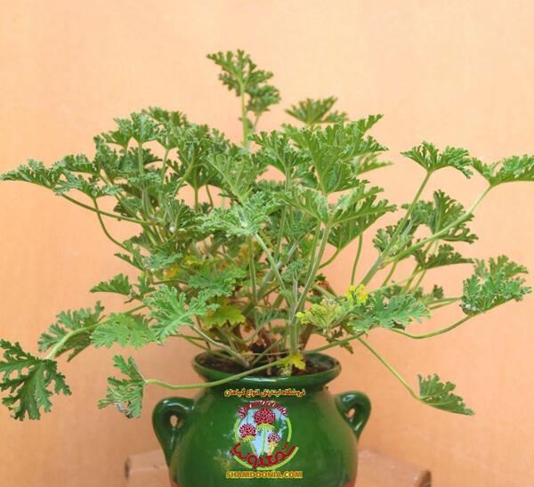 عکس گل چایی