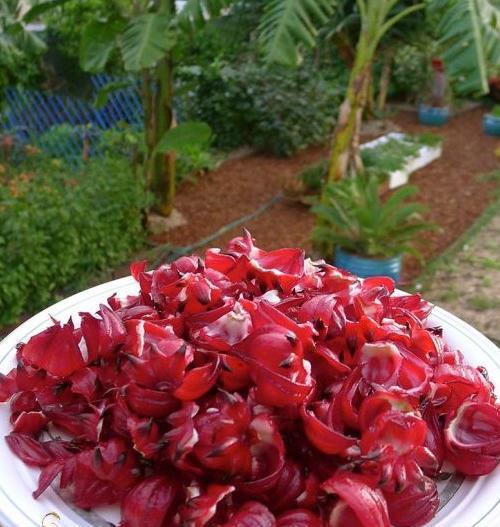 عکس گل چایی