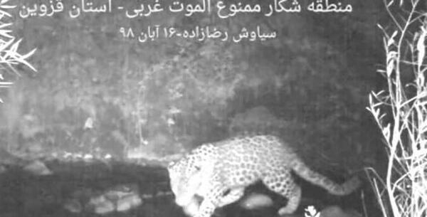 عکس یوزپلنگ سیاه و سفید