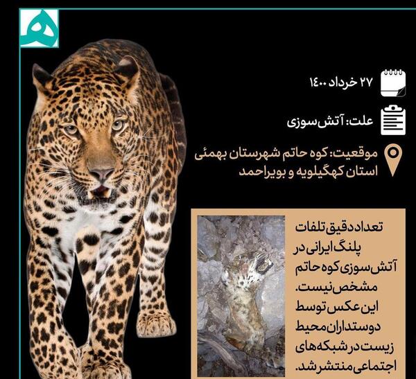 عکس یوزپلنگ سیاه و سفید