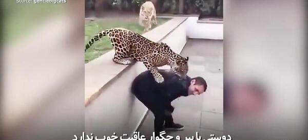 عکس یوزپلنگ سیاه و سفید