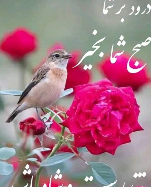 عکس نوشته صبح یکشنبتون بخیر