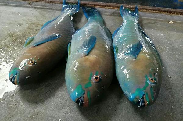 عکس طوطی ماهی