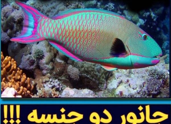 عکس طوطی ماهی