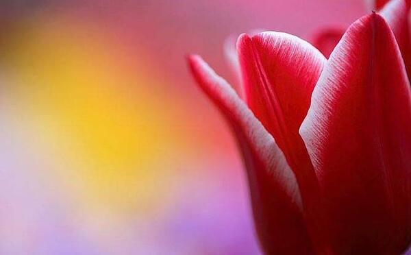عکس گل لاله برای نقاشی