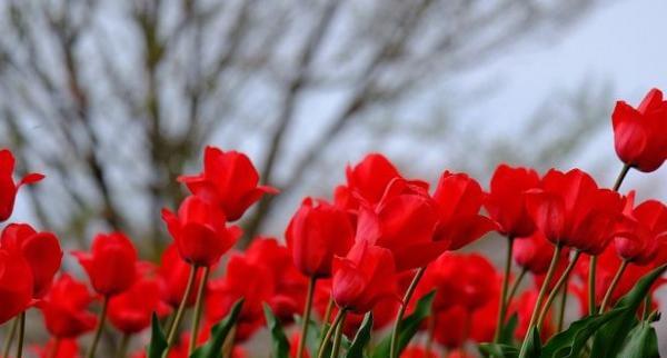 عکس گل لاله برای نقاشی