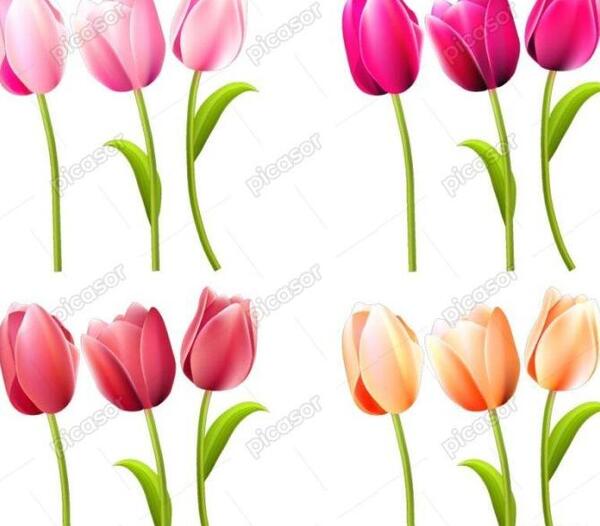 عکس گل لاله برای نقاشی