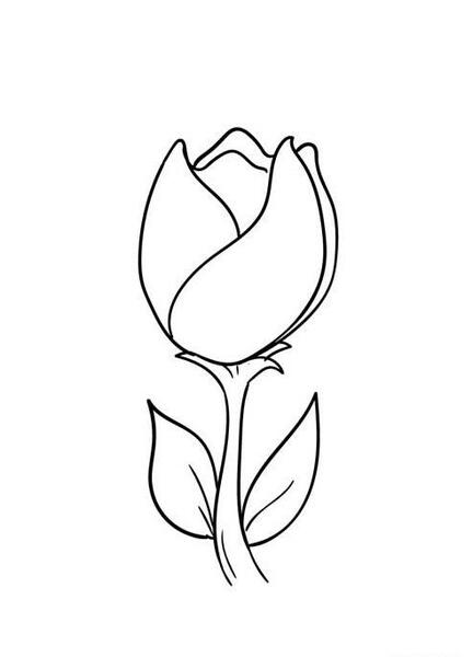 عکس گل لاله برای نقاشی