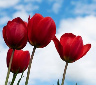 عکس گل لاله برای نقاشی