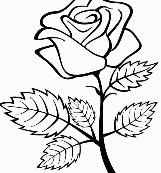 عکس گل لاله برای نقاشی