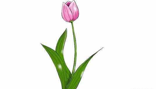 عکس گل لاله برای نقاشی