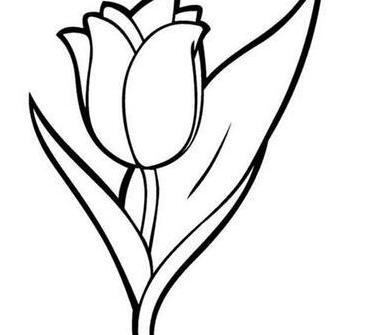 عکس گل لاله برای نقاشی