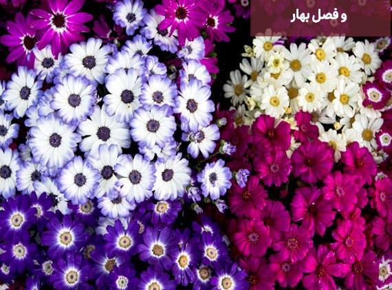 عکس دختر چشم آبی ایران