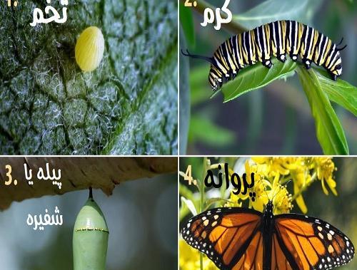 عکس غذای پروانه