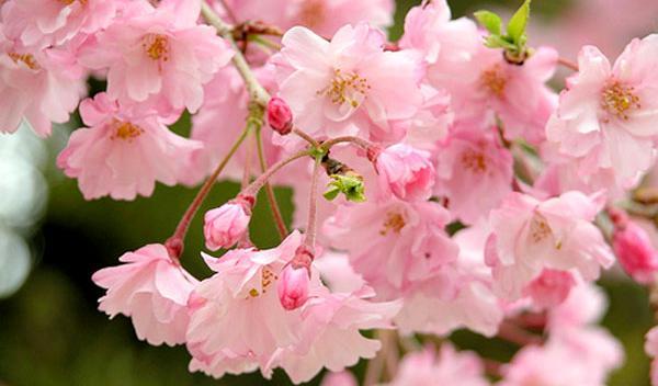 عکس های زیبا از ژاپن