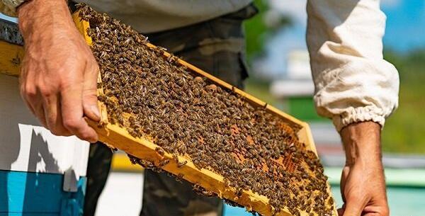 عکس عسل خودکشی در شورابیل