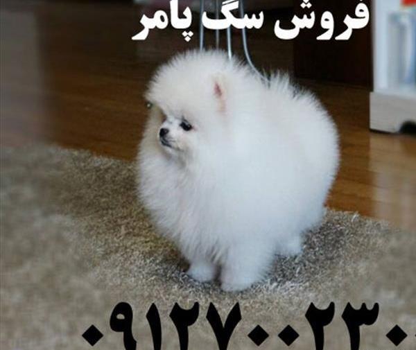 عکس سگ پشمالو سفید متوسط