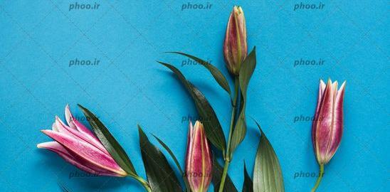 عکس غنچه آبی