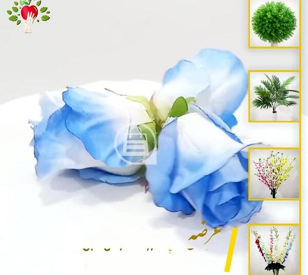 عکس غنچه آبی