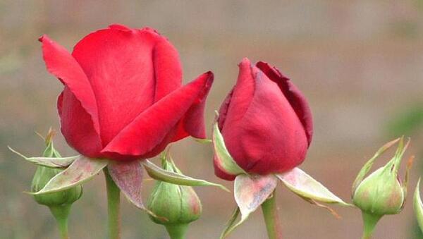 عکس غنچه آبی
