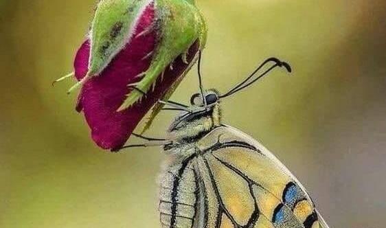 عکس غنچه آبی