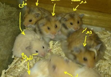 عکس همستر بچه