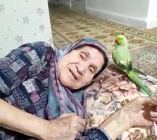 عکس طوطی پشمالو