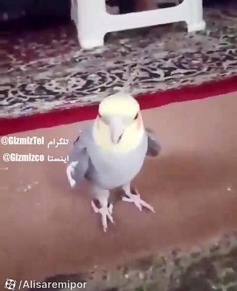 عکس طوطی پشمالو