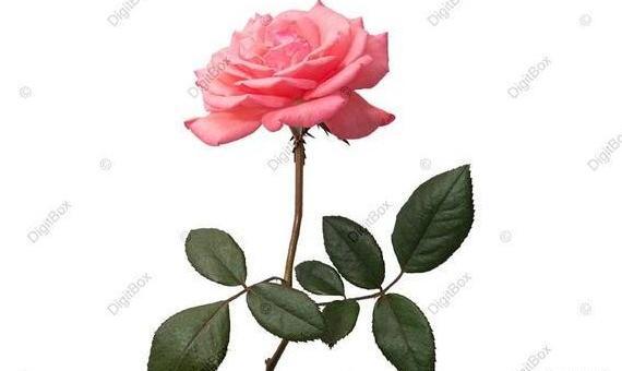 عکس نقاشی طبیعی دختر