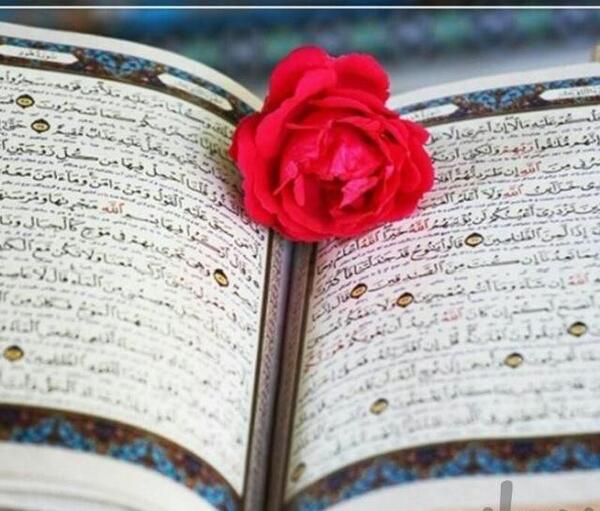 عکس قران و گل رز